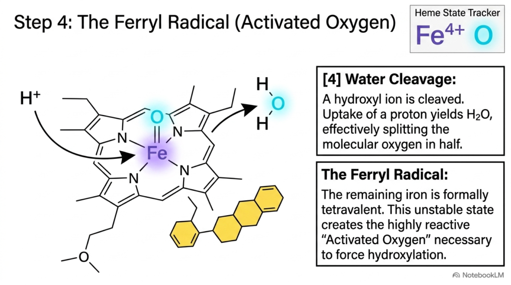 Slide 12: Ferryl Radical Generation and Oxygen Activation in Cytochrome P450