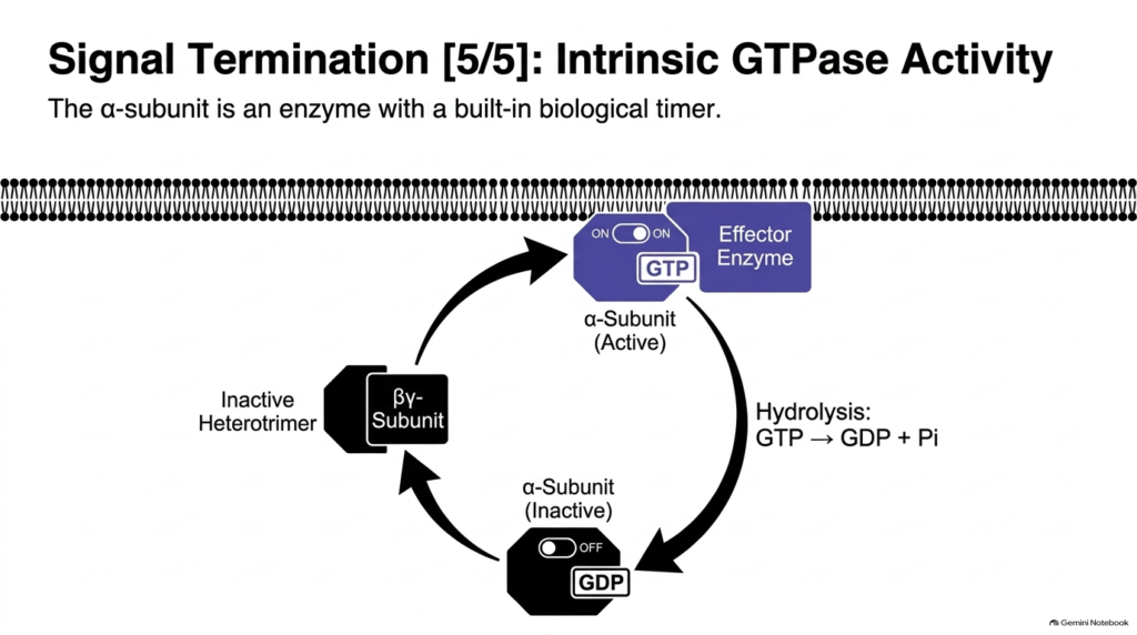 Slide 13: Intrinsic GTPase Activity in the Hydrophilic Hormone Mechanism of Action