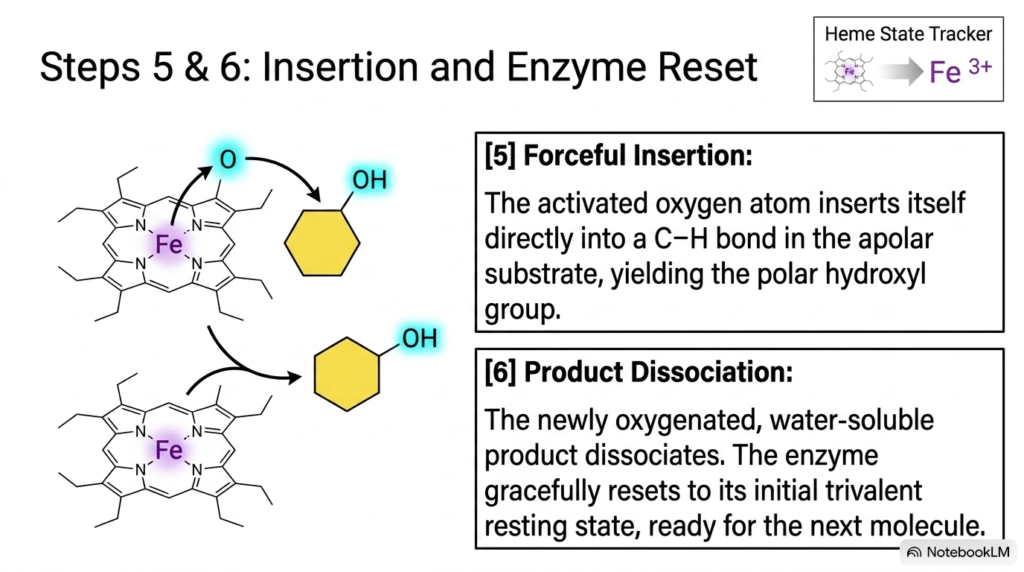 Slide 13: Substrate Oxygenation and Enzyme Reset in Cytochrome P450