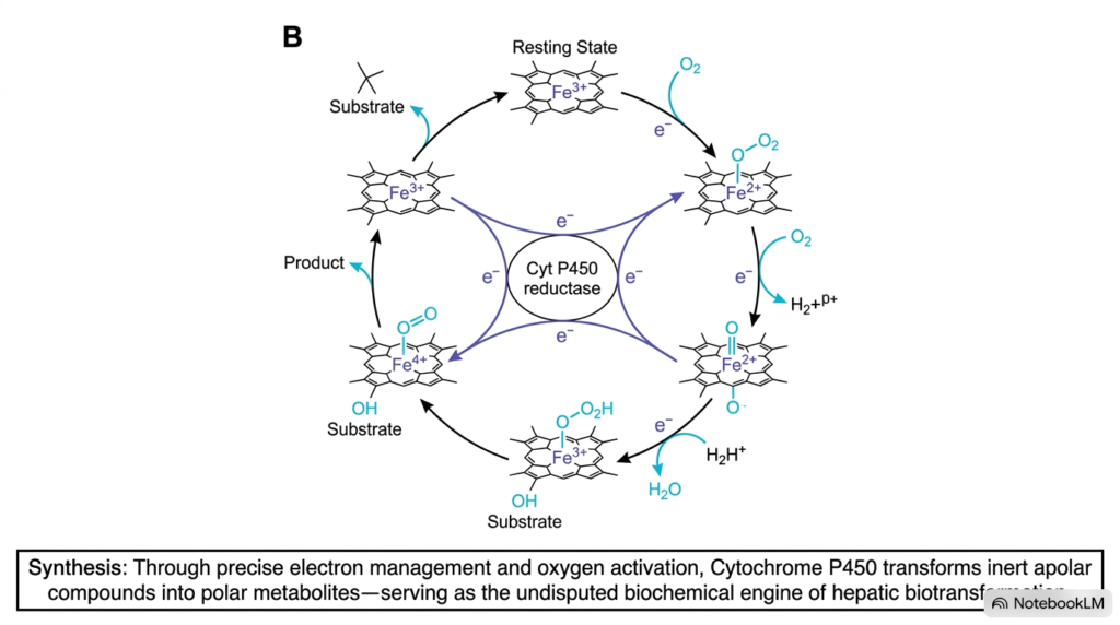 Slide 14: Complete Reaction Cycle and Synthesis of Cytochrome P450 Action