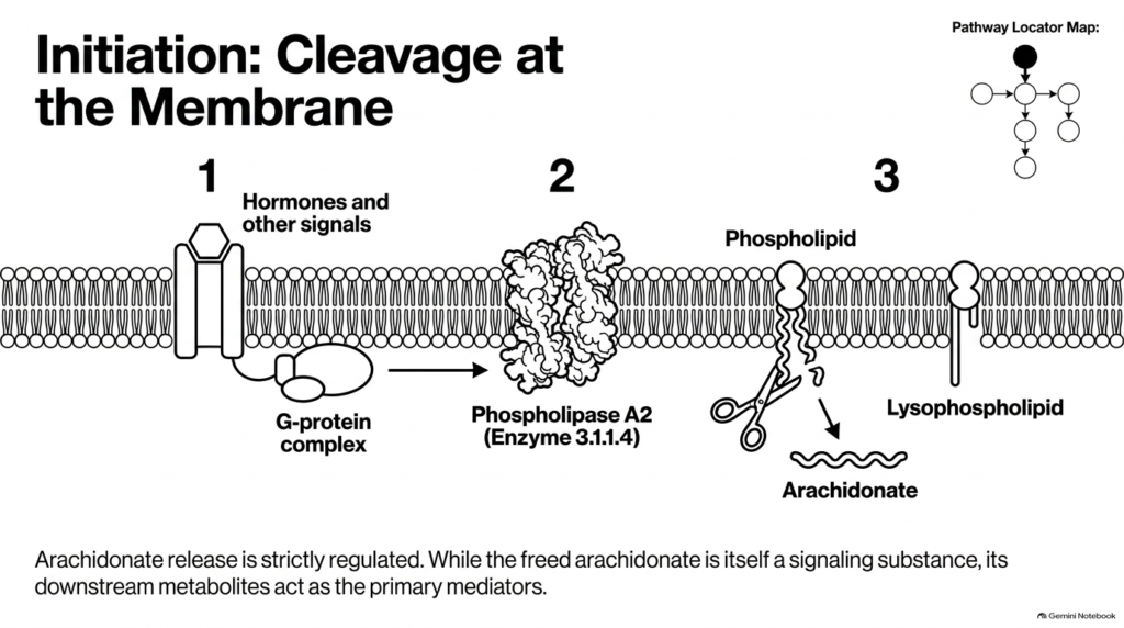 Slide 3: Biochemistry of Eicosanoids – Membrane Cleavage and Arachidonate Release