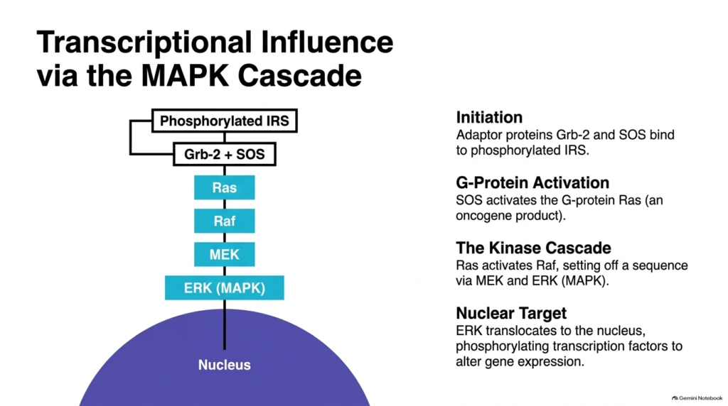 Slide 04: The MAPK Kinase Cascade in Signal Transduction Pathways