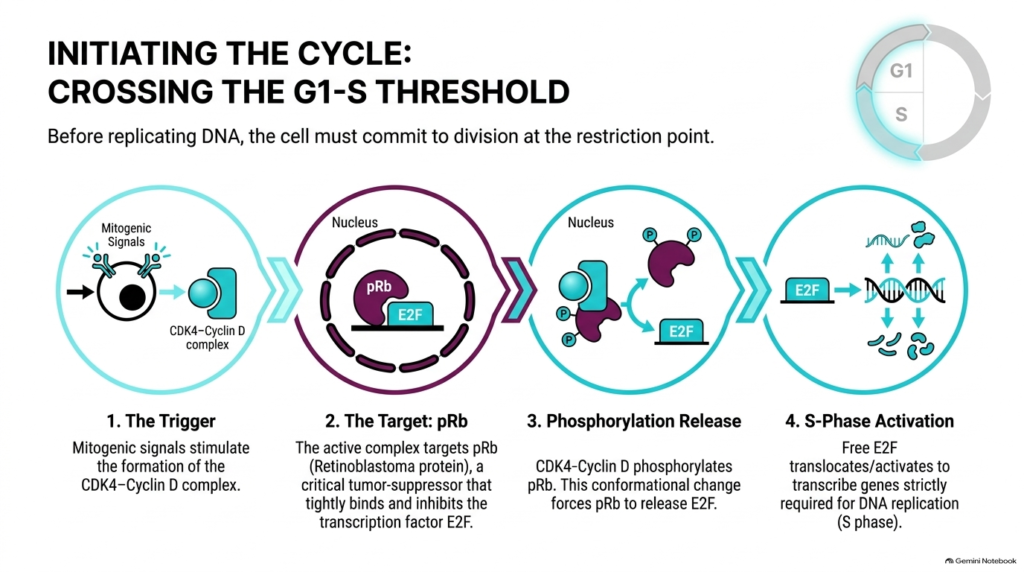 Slide 4: Cell Cycle Regulation at the G1-S Phase Restriction Point