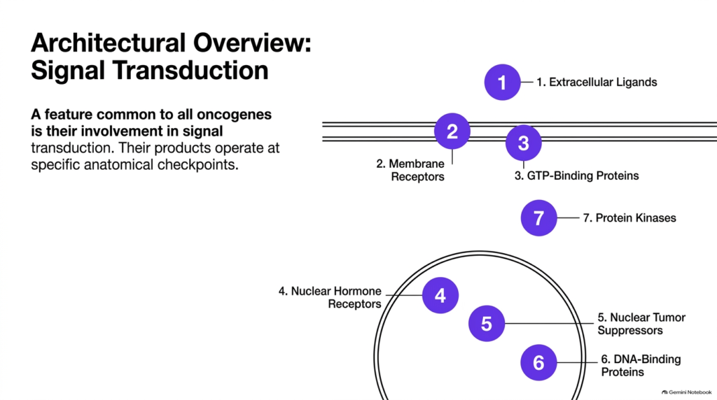 Slide 06: Architectural Overview of Signal Transduction by Oncogenes