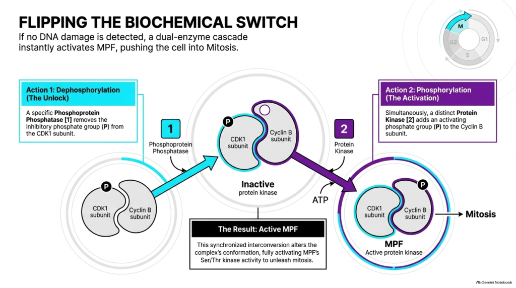 Slide 7: Cell Cycle Regulation and the MPF Biochemical Switch