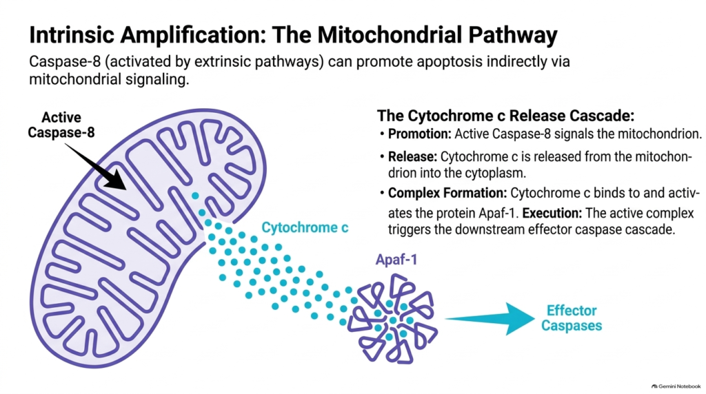Slide 8: The Mitochondrial Pathway of Intrinsic Apoptosis