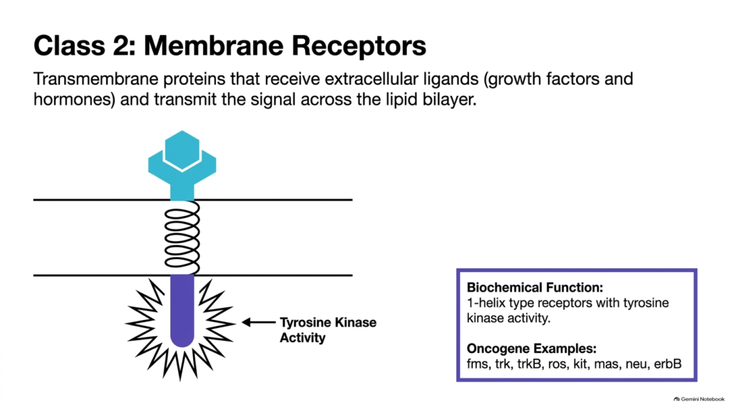 Slide 08: Class 2 Membrane Receptors Transformed into Oncogenes