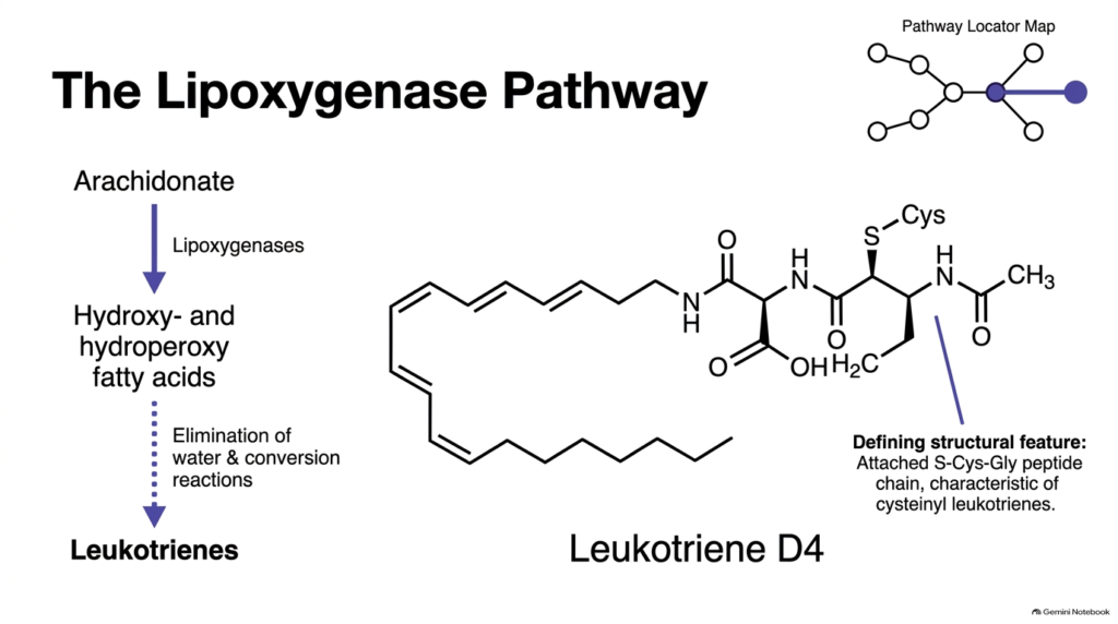 Slide 9: Biochemistry of Eicosanoids – The Lipoxygenase Pathway and Leukotrienes