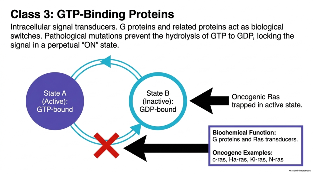 Slide 09: Class 3 GTP-Binding Proteins as Oncogenes