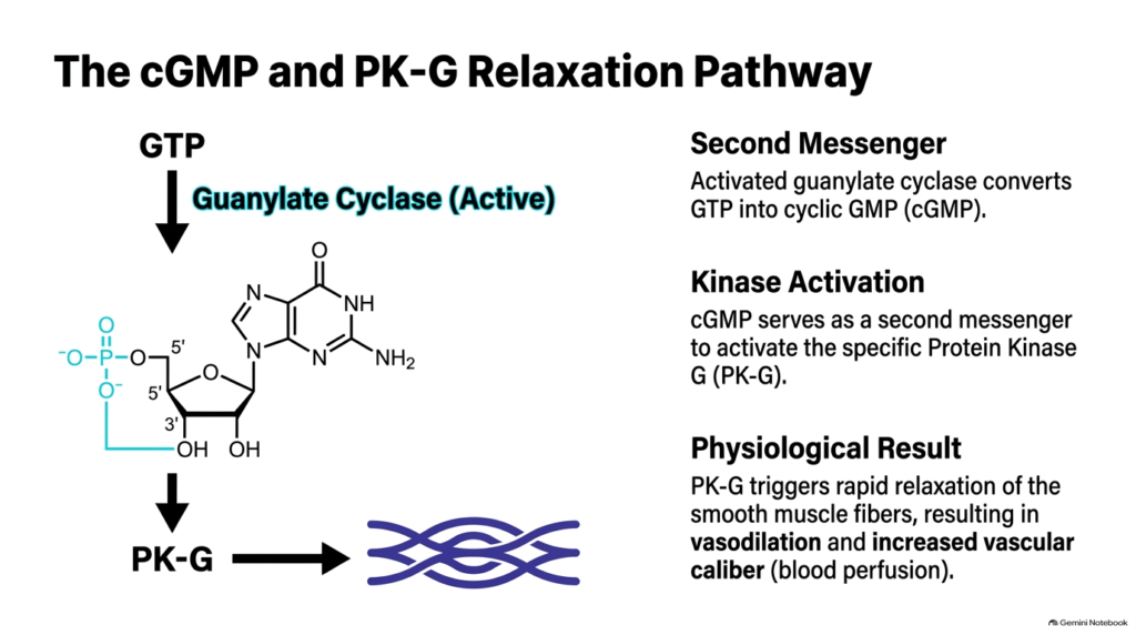 Slide 10: Smooth Muscle Relaxation and cGMP in Signal Transduction Pathways