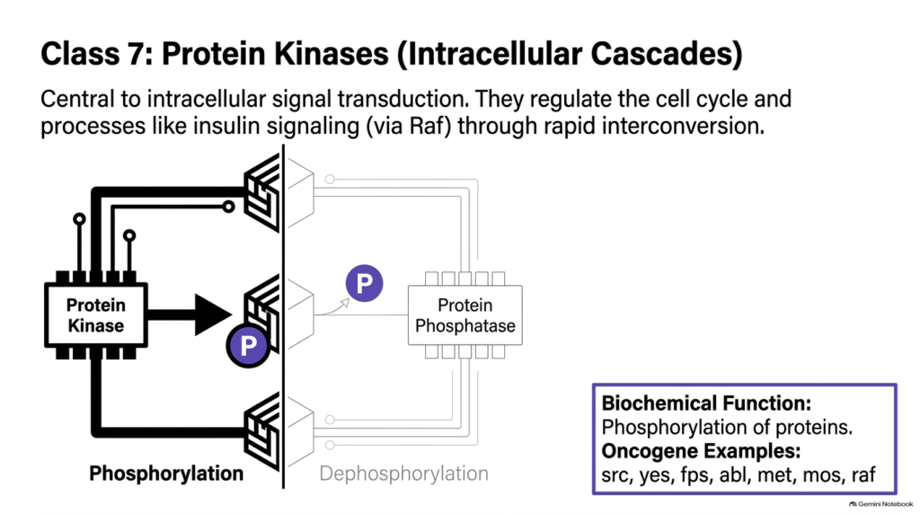 Slide 10: Class 7 Protein Kinases as Intracellular Oncogenes