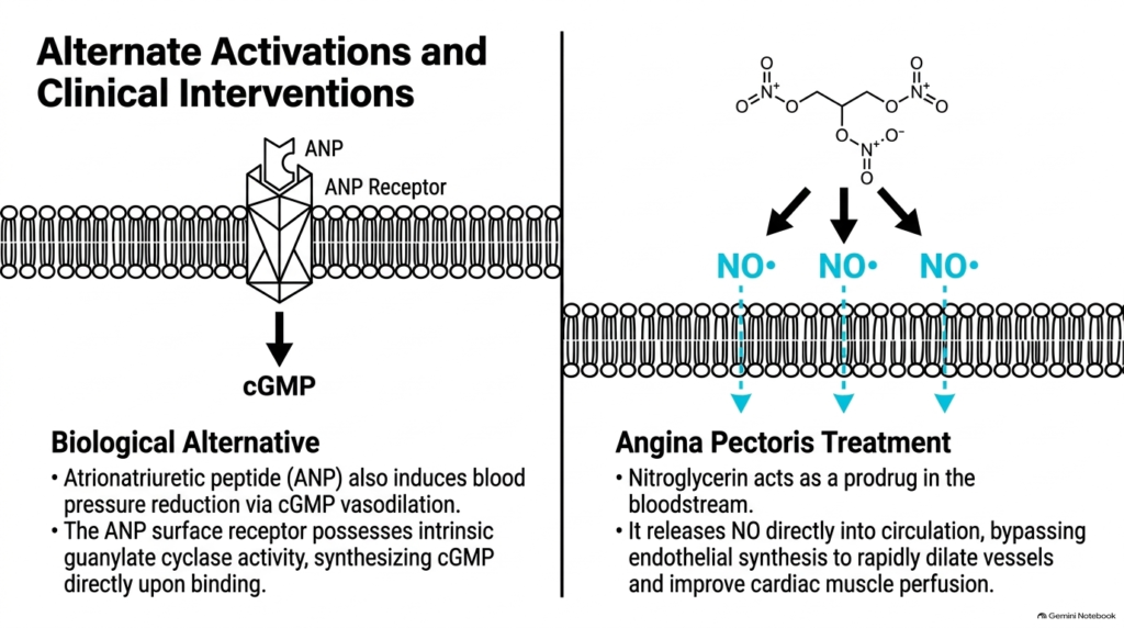 Slide 11: Clinical Interventions and ANP in Signal Transduction Pathways