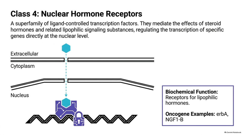 Slide 11: Class 4 Nuclear Hormone Receptors as Oncogenes