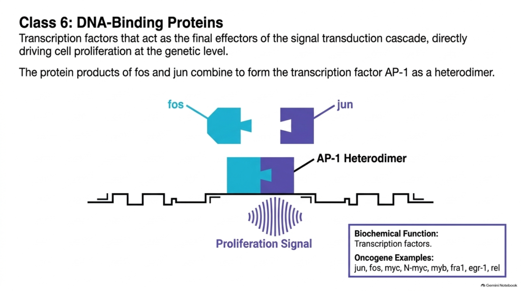 Slide 12: Class 6 DNA-Binding Proteins as Nuclear Oncogenes