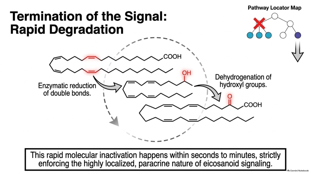 Slide 14: Biochemistry of Eicosanoids – Signal Termination and Rapid Enzymatic Degradation